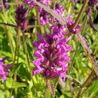 Betonica officinalis officinalis